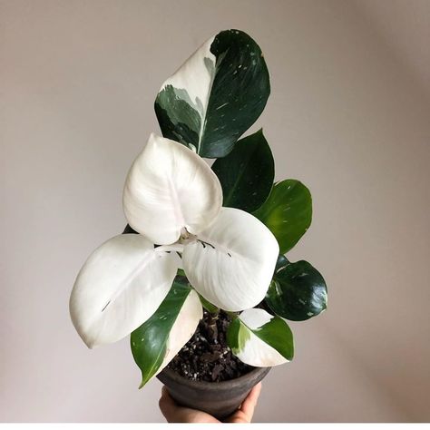 Do I even have to add any information.... #plants #philodendron #philodendronwhiteknight Philodendron White Knight, White Wizard, Heart Plant, Plant Goals, Plant Care Houseplant, White Knight, Plants Nature, Plant Guide, Variegated Plants