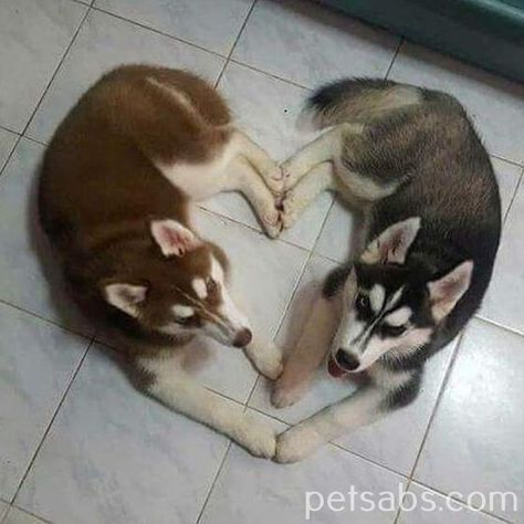 #husky #pet #adorable #love #cute #dog Cute Husky, Husky Lover, Siberian Huskies, Husky Puppy, Wolf Dog, Cute Funny Dogs, Husky Dogs, Siberian Husky, Training Your Dog