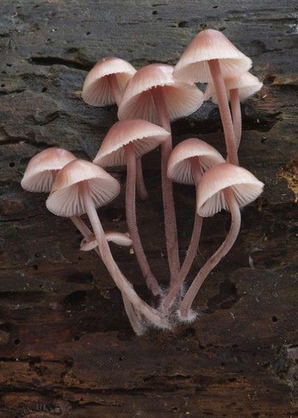 Mushroom Pictures, Mushroom Drawing, Slime Mould, Plant Fungus, Mushroom Fungi, Mushroom Art, Wild Mushrooms, Mother Nature, Home Remedies