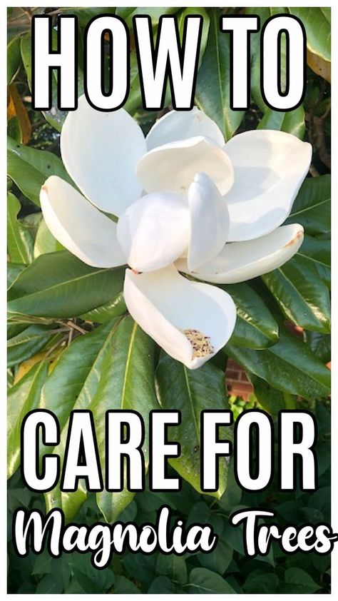 Mini Magnolia Tree, Felix Magnolia Tree, Landscaping Around Magnolia Tree, Magnolia Bush Shrubs, Types Of Magnolia Trees, Magnolia Landscaping Ideas, Magnolia Tree Care Tips, Southern Magnolia Tree Landscaping, Magnolia Garden Ideas