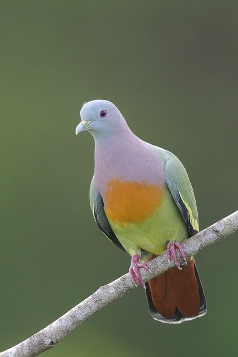 Pink-necked Green Pigeon at Jelutong Tower. Photo credit: Francis Yap Pink Necked Green Pigeon, Pink Pigeon, Green Pigeon, Cute Pigeon, Pigeon Breeds, Dove Pigeon, World Birds, Exotic Birds, Bird Drawings