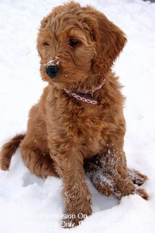 This is a miniature golden doodle! Saw one this morning and fell in love! Super cute! Red Goldendoodle, Goldendoodle Miniature, Mini Puppies, Golden Doodles, Doodle Puppy, Mini Goldendoodle, Golden Doodle, Goldendoodle Puppy, Doodle Dog