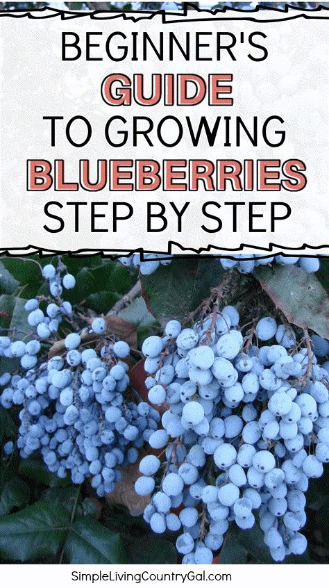 How To Grow A Blueberry Bush, Grow Blueberries From Seed, Blueberry Seeds Growing, How To Grow Blueberry Bushes, How To Plant Blueberry Bushes, Grow Blueberries In Pots, How To Grow Blueberries From Seed, Blueberry Plants How To Grow, Blueberry Bushes Growing