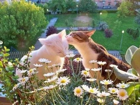 Cats In Love, Söt Katt, Two Cats, Cottagecore Aesthetic, Cat Aesthetic, Cute Creatures, I Love Cats, Pretty Cats, Cute Kittens