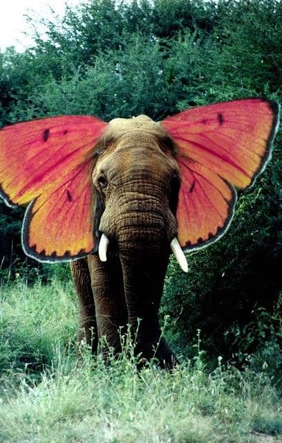 Elephant Love, An Elephant, A Butterfly, Animal Kingdom, Collage Art, Animals Wild, Surrealism, Art Inspo, Cool Art