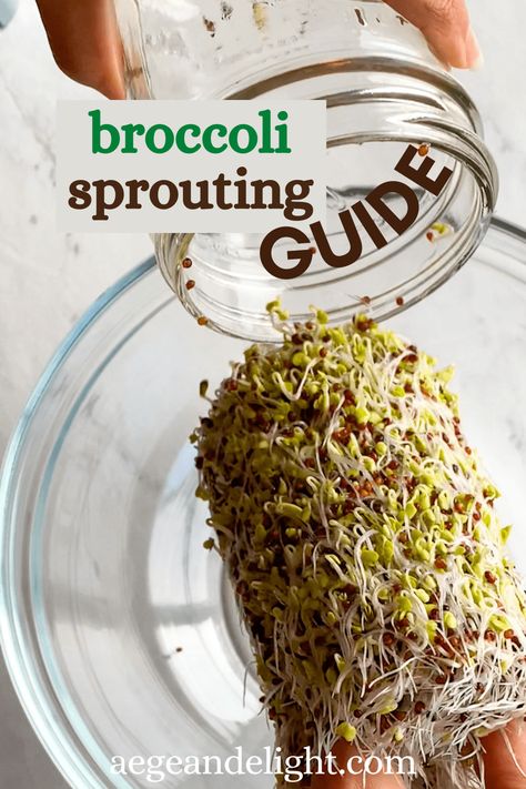 A complete guide for growing broccoli sprouts with tips for getting the MOST sulforaphane from your seeds! You'll also find out why broccoli sprouts are one of the most nutritious, healthiest foods we can imagine. #broccolisprouts #sulforaphane #healthyeating Broccoli Sprouts Growing, How To Eat Broccoli, Broccoli Sprouts Benefits, Vegan Recipes Broccoli, Growing Broccoli, Growing Sprouts, How To Make Broccoli, Healthiest Foods, Broccoli Seeds