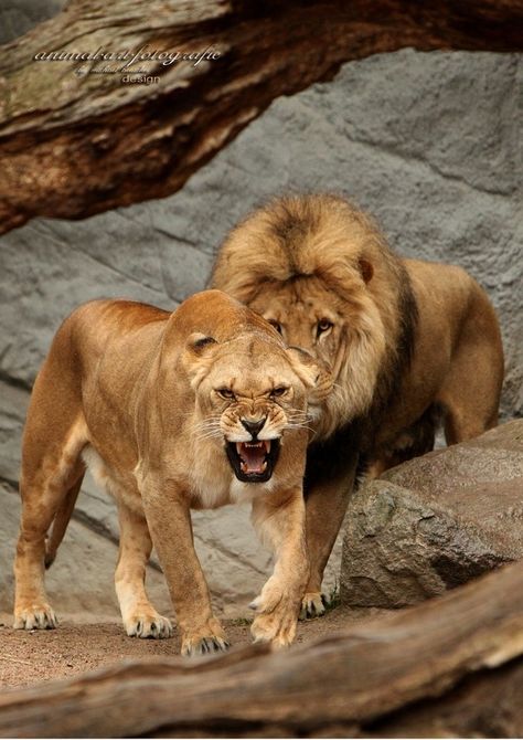 My sweetheart is like a lioness protecting her man... Lion Couple, Regnul Animal, Female Lion, Beautiful Lion, Lion And Lioness, Lion Love, My Sweetheart, Lion Images, Lion Pictures