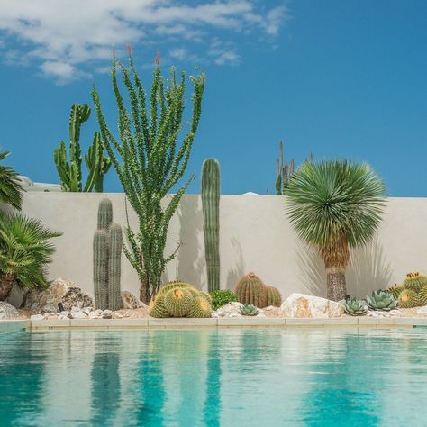 28 Pool Landscaping Ideas for a Serene Backyard Oasis | Enhance Your Space - placeideal.com Arizona Backyard Ideas Pool Landscape Design, Palm Springs Backyard, Palm Springs Landscaping, Palm Springs Garden, Desert Landscaping Backyard, Serene Backyard, Beach House Landscaping, Cactus Garden Landscaping, Pool Landscaping Ideas