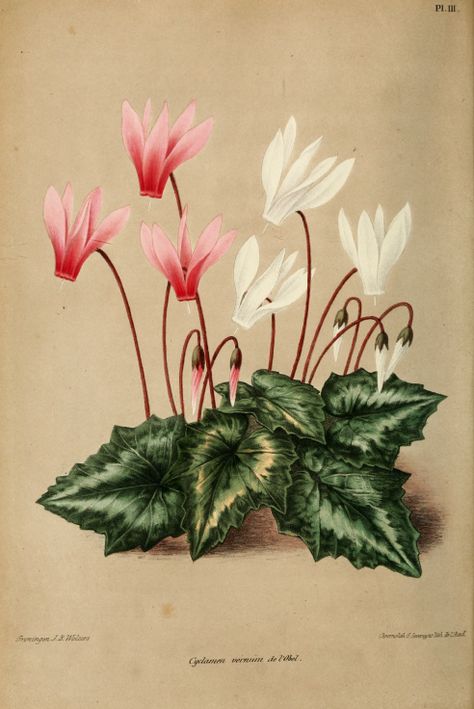 biodiversity library Cyclamen Persicum, Science Illustration, Watercolor Subjects, Illustration Botanique, Vintage Botanical Prints, Botanical Painting, Scientific Illustration, Botanical Illustrations, Seed Packets