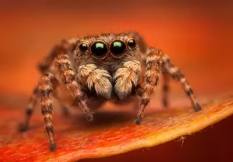 Insect Reference, Arachnids Spiders, Spider Species, Jumping Spiders, Spider Drawing, Pet Spider, Cute Jumpers, Spider Tattoo, Jumping Spider