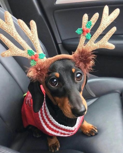 Christmas Daschund, Weenie Dogs Funny, Christmas Sausage Dog, Sausage Dog Christmas, Christmas Sausage, Christmas Pets, Christmas Dog Outfits, Christmas Dachshund, Weenie Dog