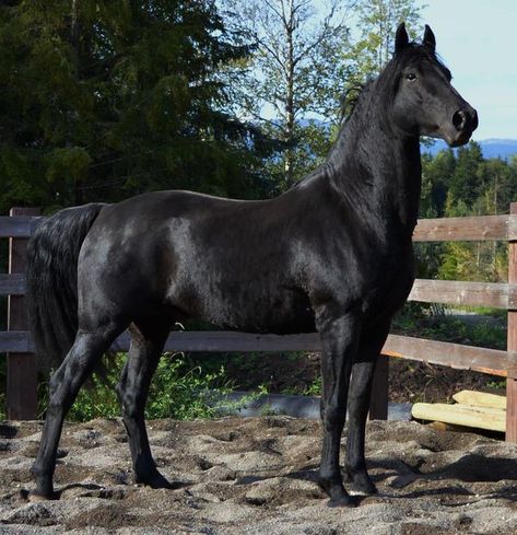 TVR Morgans - JMF The Kat's Whiskers Warlander Horse, Black Morgan Horse, Delta Green, Horse Poses, Quarter Horse Mare, Morgan Horses, Black Quarter Horse Mare, Hanoverian Horses Black, Morgan Horse