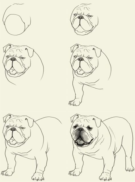 Draw A Bulldog, Cute Easy Animal Drawings, Bulldog Drawing, Drawing Instructions, Easy Animal Drawings, Bulldog Art, 강아지 그림, Step Drawing, Animal Sketches