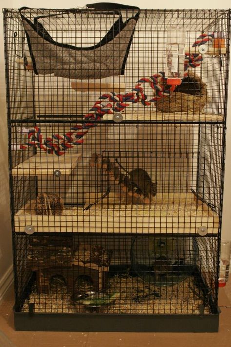 A blog about my degus and degu cage projects Degu Cage Ideas, Squirrel Habitat, Degu Cage, Pet Rat Cages, Chinchilla Cage, Rat Cage, Pet Guinea Pigs, Animal Room, Pets 3