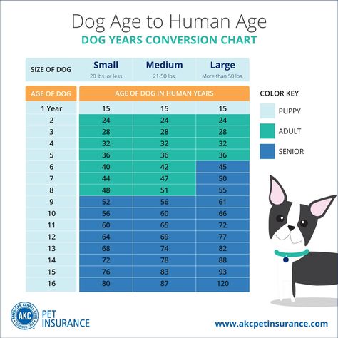 Calculate "dog years" to find out how old your dog will actually be this year! And how old you are in dog years!! Make this Year of the Dog the best year yet. Dog Years Chart, Dog Age Chart, Dog Friendly Garden, Forever Puppy, Puppy Tips, Cat Years, Puppies Tips, Animal Ideas, Dog Bell