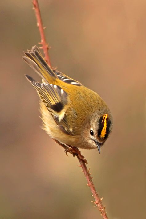 goldcrest (Explore) | Managed to get out today with my camera, bumped into my favorite little bird at WWT Llanelli. Plenty of other birds around to. Kinds Of Birds, Funny Birds, Nature Birds, All Birds, Bird Pictures, Exotic Birds, Pretty Birds, Bird Photo, Colorful Birds