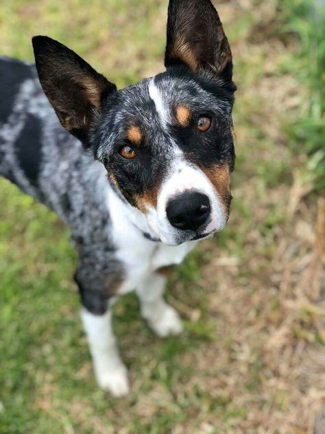 Australian koolie Australian Koolie Dog, Australian Koolie, Koolie Dog, Cattle Dogs, Australian Cattle Dogs, Australian History, I Like Dogs, Dog List, Animal References