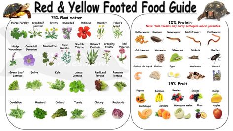 Redfoot Tortoise, Reptile Tanks, Tortoise Diet, Russian Tortoise Diet, Eggs And Mushrooms, Red Footed Tortoise, Tortoise Food, Turtle Care, Tortoise Enclosure