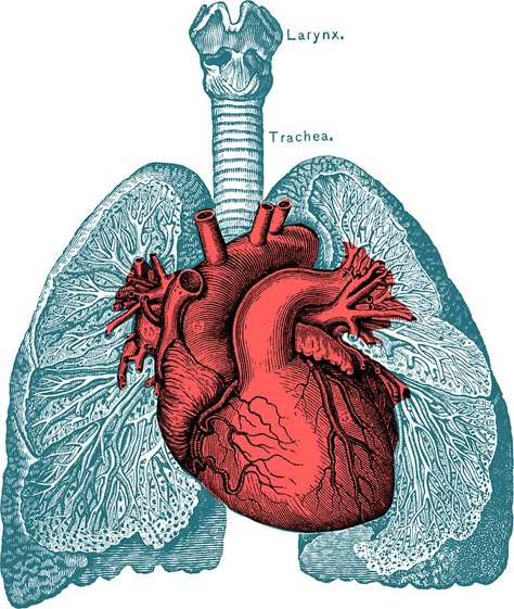 Red Heart and Lungs Human Anatomy art by PRRINT Heart And Lungs Anatomy, Lungs Drawing, Lungs Anatomy, Lungs Art, Lung Anatomy, Medical Stickers, Heart Anatomy, Human Figure Drawing, Heart And Lungs