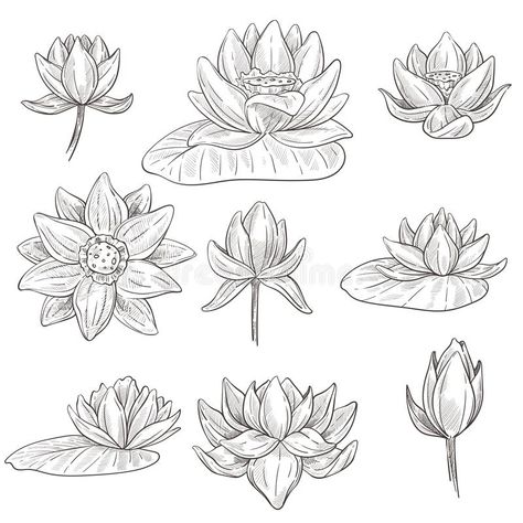 Water Flower Drawing, Water Flowers Drawing, Lotus Flower Sketch, Lotus Artwork, Lotus Flower Drawing, Lotus Drawing, Watercolor Lotus, Lotus Tattoo Design, Line Art Flowers