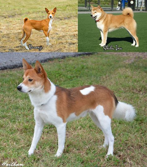 Basenji Shiba Inu Mix Shiba Inu Mix, Basenji Dogs, Domestic Animals, Dog Ideas, Original Characters, Doll Gift, Shiba Inu, Dog Breeds, Husky