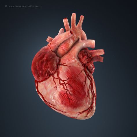 3d illustration of a human heart. on Behance Human Heart Art, Human Heart Anatomy, Heart Organ, Anatomical Heart Art, Photo Mannequin, Heart Real, Heart 3d, Animated Heart, Heart Anatomy