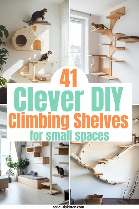 Diy Cat Climbing, Cat Climbing Wall Shelves, Diy Cat Wall Ideas, Shelves For Small Spaces, Diy Cat Shelves, Diy Climbing Wall, Floating Cat Shelves, Cat Climbing Wall, Cat Climbing Shelves