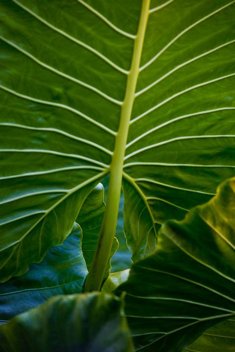 Native Hawaiian Plants at Lumeria Maui Native Hawaiian Plants, Hawaiian Foliage, Native Hawaiian Culture, Vintage Hawaiian Photography, Hawaiian Ti Plants, Hawaii Architecture Traditional, Hawaiian Plants, Jewelry Mood Board, Hawaii Adventures