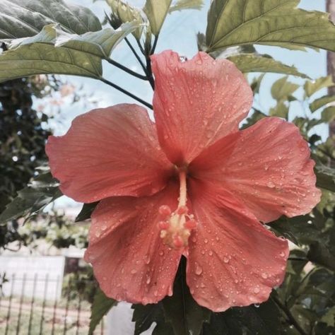 Shaved Hair Designs, Hibiscus Plant, Flower Icons, Nature Spirits, Beautiful Bouquet Of Flowers, Aesthetic Photography Nature, Pretty Plants, Hibiscus Flowers, Tropical Flowers