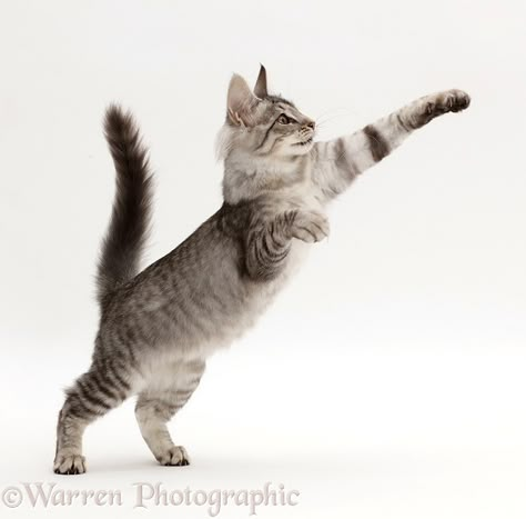 Ticked Tabby Cat, Cat Positions, Mackerel Tabby, Silver Tabby Cat, Jumping Cat, Animal Poses, Cat Poses, Cats Playing, Cat Anatomy