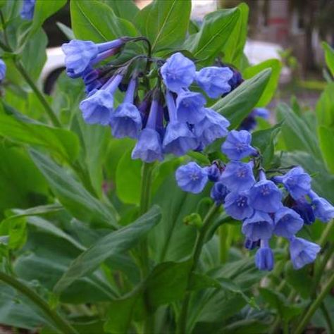 Friends School Plant Sale photo by Pat T. English Bluebells, Virginia Bluebells, Hummingbird Plants, Rock Garden Plants, Trumpet Vine, Pink Plant, Deciduous Trees, Lavender Blue, Plant Sale