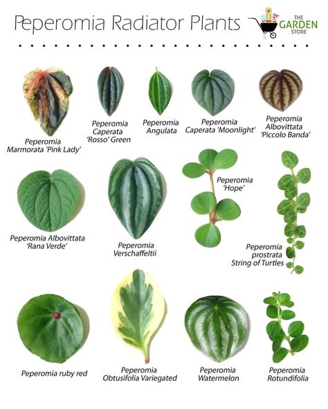 Plant Notes, Peperomia Plant, Tropical Flower Plants, Plant Guide, Plant Identification, House Plants Decor, House Plant Care, House Plants Indoor, Pretty Plants