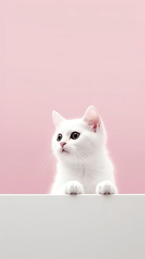 Cat animal mammal kitten.  | premium image by rawpixel.com / Sasi Cute Cat Wallpaper Iphone, Wallpaper Iphone Cat, Cat Wallpaper Iphone, Iphone Wallpaper Pink, Post Wallpaper, Wallpaper Cats, Pastel Background Wallpapers, Iphone Wallpaper Cat, Cute Bunny Pictures