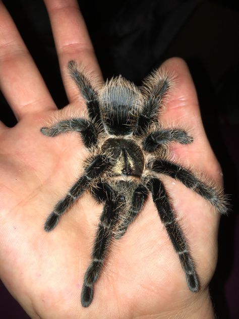 Mexican Red Knee Tarantula, Red Knee Tarantula, Pet Tarantula, Arachnids Spiders, Deadly Creatures, Apartment Pet, Insect Photos, Pet Spider, Cool Bugs