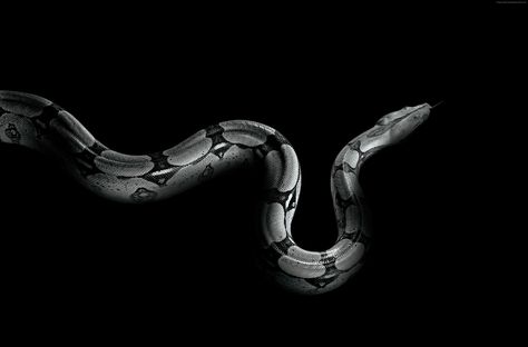 #snake #Python #4K #wallpaper #hdwallpaper #desktop Black Mamba Snake, Cool Snakes, Snake Wallpaper, Wallpaper Notebook, Velvet Wallpaper, Snake Art, Background Hd Wallpaper, Full Hd Wallpaper, Ex Machina