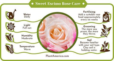 Discover the delicate Sweet Escimo rose, a soft pastel pink beauty from the Rosaceae family. This guide reveals where to purchase these exquisite blooms and offers essential care tips to keep them thriving. Whether you're a seasoned gardener or a novice plant enthusiast, learn how to nurture the Sweet Escimo rose to enhance your garden with its charming elegance. Escimo Rose, Wedding Bouquet Arrangements, Bouquet Arrangement, Rose Recipes, Planting Pot, Rose Care, Growing Apart, New Roots, Rose A