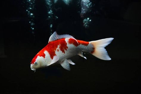 Showa Koi, Fish Sides, Goldfish Types, Koi Carp Fish, Koi Fish Drawing, Fish Varieties, Red Fish Blue Fish, Japanese Koi, Koi Carp