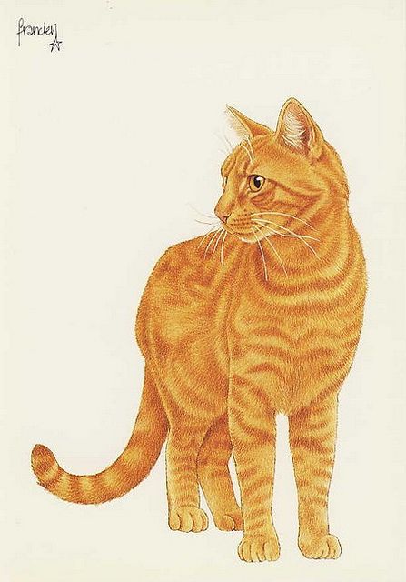 *Francien van Westering! Ginger Cat Art, Cat Illustrations, Cat Art Illustration, Cat Sketch, Orange Tabby Cats, Cat Pose, Orange Cats, 수채화 그림, Blank Paper