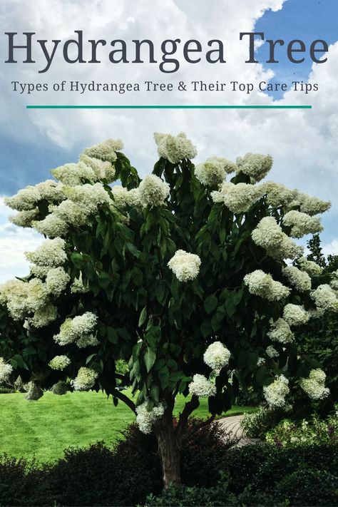 The hydrangea tree originated from a hydrangea plant, which looks exceptionally aesthetic in a house's backyard. Its scientific name is Hydrangea Paniculata. Hydrangea Tree Landscaping Ideas, Lime Light Hydrangea Tree, Hydrangea Tree Landscaping, Front Yard Hydrangea, Hydrangea Plant, Garden Hydrangea, Tree Types, Hydrangea Tree, Types Of Hydrangeas