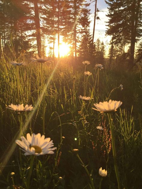 Landscapes Beautiful, Daisy Field, Pretty Landscapes, Spring Aesthetic, Pretty Photos, Alam Yang Indah, Nature Aesthetic, Flower Field, Green Aesthetic