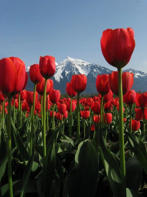 Tulip Festival, Tulips Garden, Tulip Fields, Airbrush Art, Red Tulips, Bc Canada, Sea Birds, Tulips Flowers, Flower Field