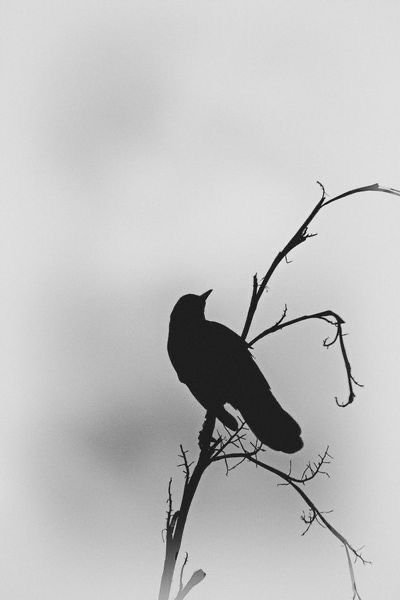 Bird Silhouette Tattoos, Bird Silhouette Art, Rabe Tattoo, Silhouette Tattoo, Black Bird Tattoo, Bird On A Branch, Silhouette Tattoos, Silhouette Photography, Raven Tattoo