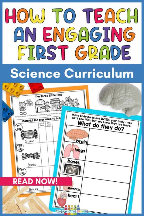 The photo says How to Teach an Engaging First Grade Science Curriculum and includes a picture of a toy brain next to a worksheet about organs of the body and a picture of a lego lock and popsicle sticks next to a Three Little Pigs house building activity sheet. Grade One Science, Elementary Science Lessons, Year 1 Art, Pulleys And Gears, Characteristics Of Living Things, Science Lessons Elementary, First Grade Curriculum, Elementary School Science, Science Printables