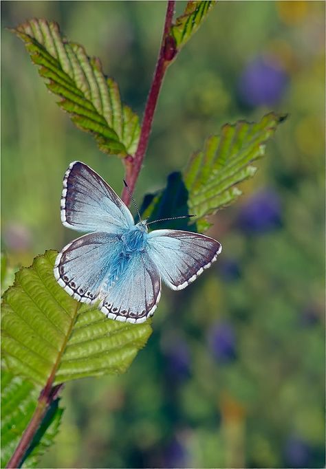 Bläuling / Lycaenidae_4 by Hans Rentsch on 500px Yara Core, Blue Moth, Butterfly World, Gossamer Wings, Butterfly Project, Procreate Ideas, Funky Tattoos, Tiny Creatures, Damselflies