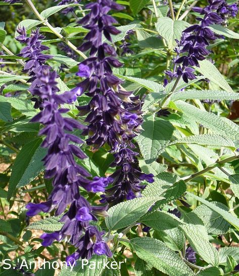 Salvia 'Anthony Parker' Autumn Flowering Plants, Birds And Bees, Tree Bed, Dark Purple Flowers, Study Group, Violet Purple, Event Calendar, Mulch, Fruit Trees