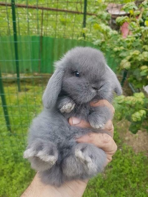 #cute #baby #bunny Mr Magoo, Pet Bunny Rabbits, Cute Bunny Pictures, Cute Small Animals, Cute Animals Puppies, Baby Animals Pictures, Pet Bunny, Super Cute Animals