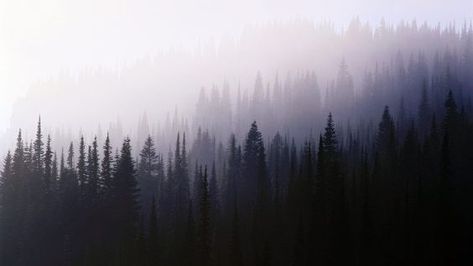 forest, Trees, Nature, Mist HD Wallpaper Desktop Background Desktop Background, Hd Wallpaper, Mist, Trees, Forest, Tumblr, Nature