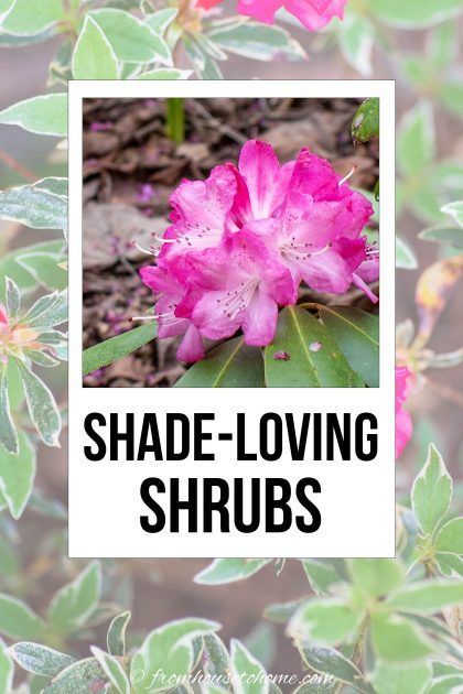 These shade bushes are perennial plants that will look beautiful in in backyards or front yards. Many of these shade plants are evergreen, low maintenance and flowering shrubs that grow well under trees and are perfect for your shade garden landscapes. Click through to find out more. | Gardening | The Best Of From House To Home Best Shrubs For Shade, Evergreens For Shade, Shade Loving Shrubs, Red Twig Dogwood, Plants Under Trees, Evergreen Bush, Shade Garden Design, Twig Dogwood, Shade Shrubs