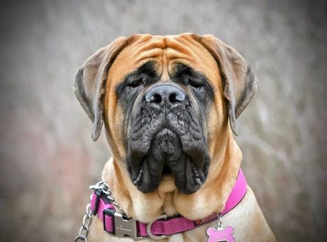 350 Strong Female Dog Names for Your Tough Puppy | PetPress Strong Female Dog Names, Strong Female Names, Types Of Dogs Breeds, Female German Shepherd, German Shepherd Names, Female Dog Names, Mastiff Dogs, English Mastiff, Puppy Names