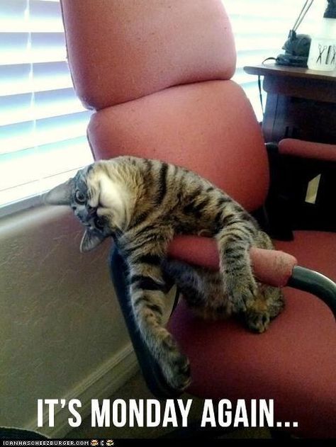 I Know Those Feels, Monday Cat... Monday Cat, Humor Animal, I Hate Mondays, Cute Kittens, Crazy Cat Lady, Crazy Cats, Cat Pics, Kittens Cutest, Cat Memes